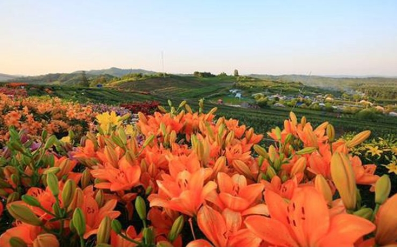 熱力開走！第七屆百合文化旅游節(jié)“百合之路”徒步大會(huì)舉行